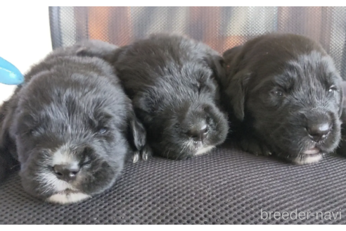 成約済の三重県のミックス犬-346733の5枚目